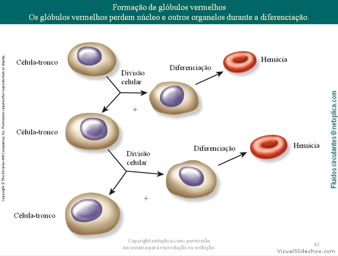 Diapositivo42