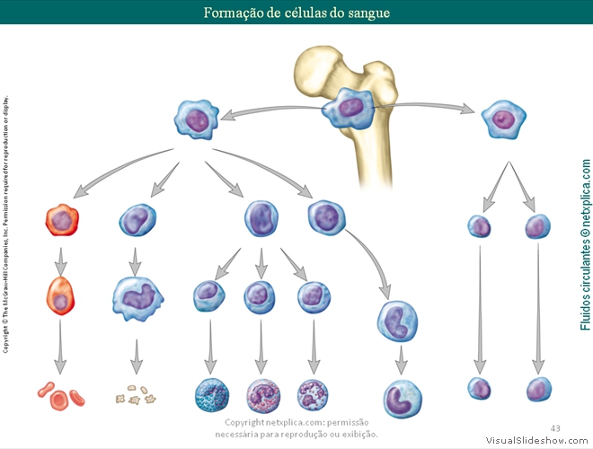 Diapositivo43