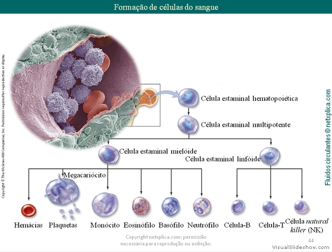 Diapositivo44