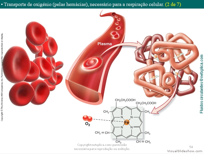 Diapositivo54