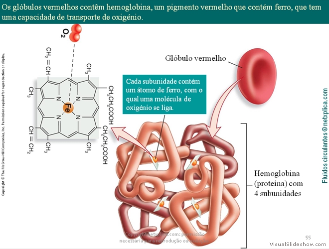 Diapositivo55