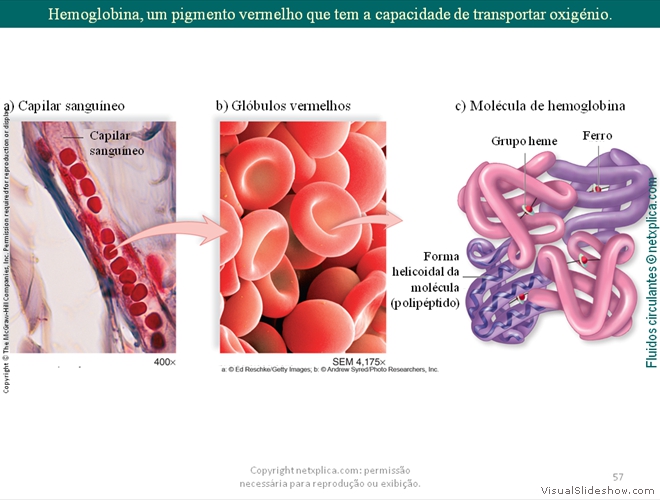 Diapositivo57