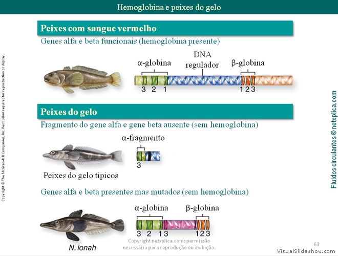 Diapositivo63