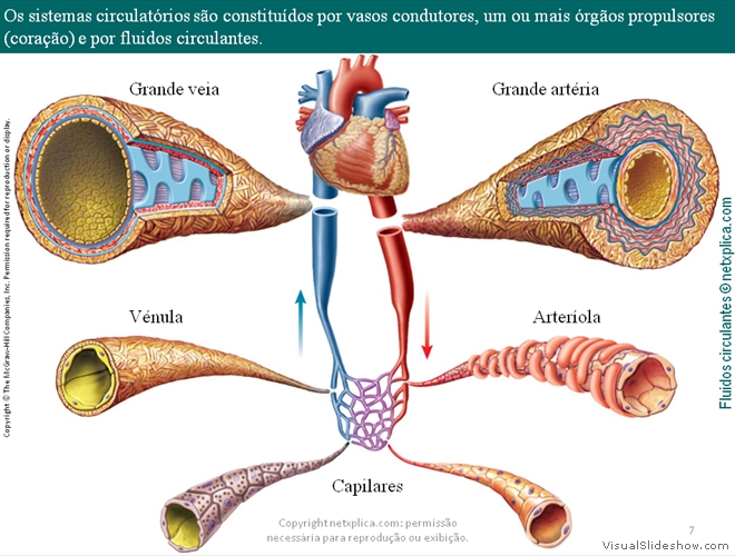 Diapositivo7