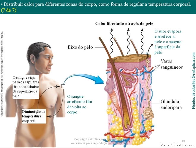 Diapositivo81