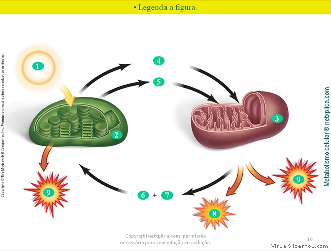 Diapositivo10