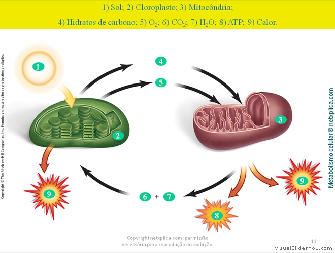 Diapositivo11