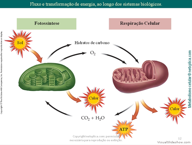 Diapositivo12