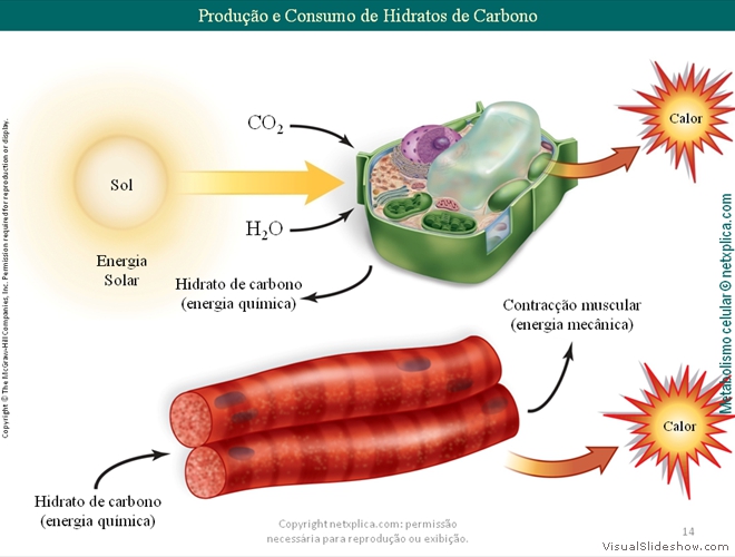 Diapositivo14