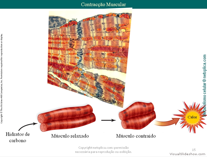 Diapositivo15