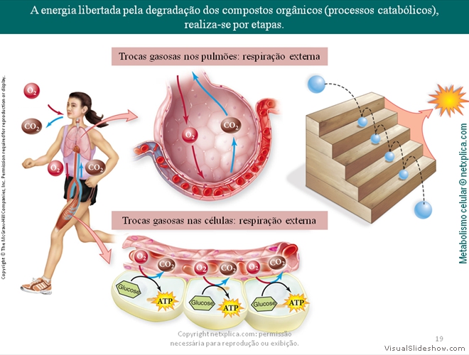 Diapositivo19