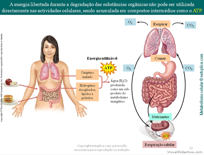 Diapositivo22