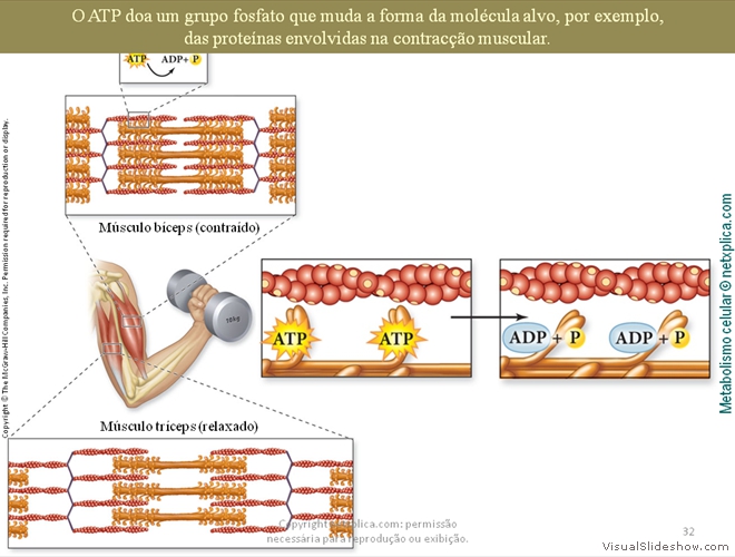 Diapositivo32