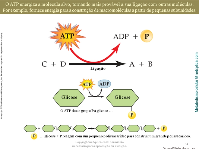 Diapositivo34