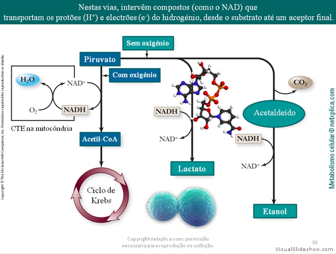 Diapositivo36