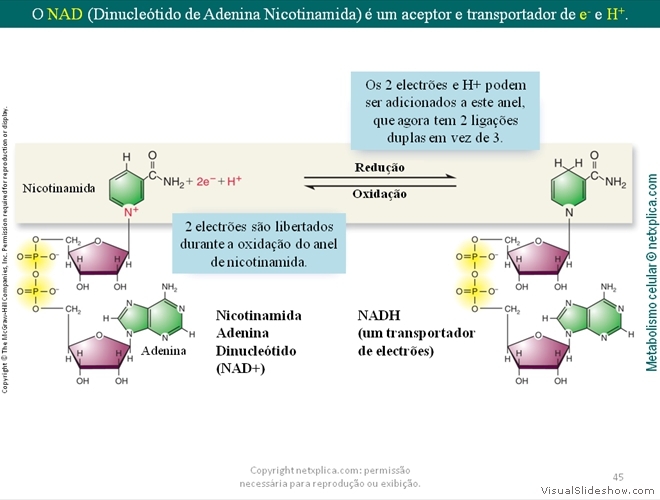 Diapositivo45