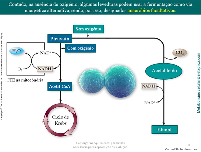 Diapositivo50