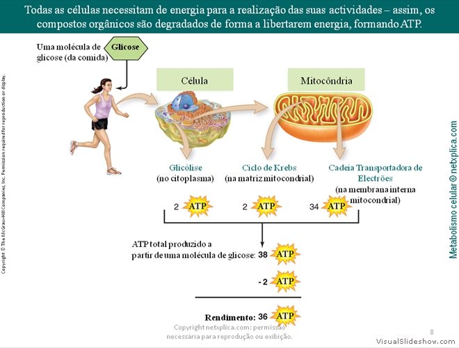 Diapositivo8