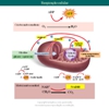 Diapositivo17