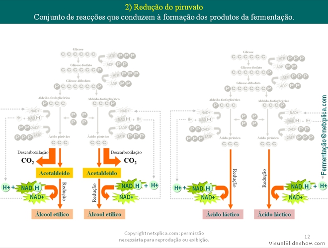 Diapositivo12