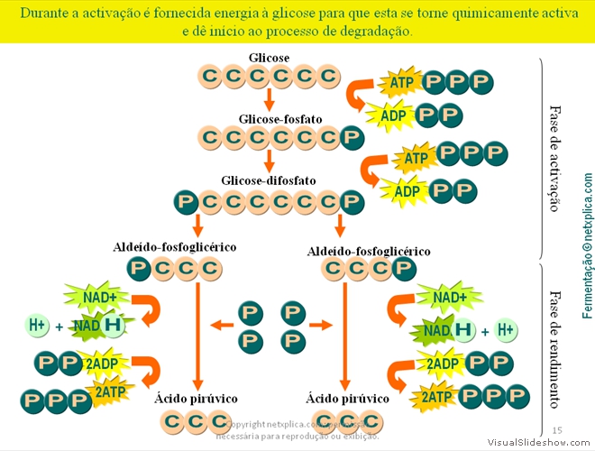 Diapositivo15