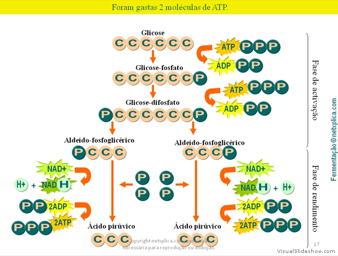 Diapositivo17