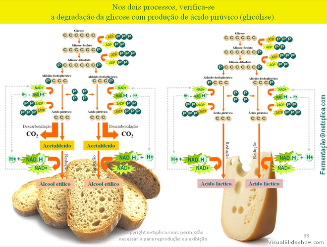 Diapositivo33