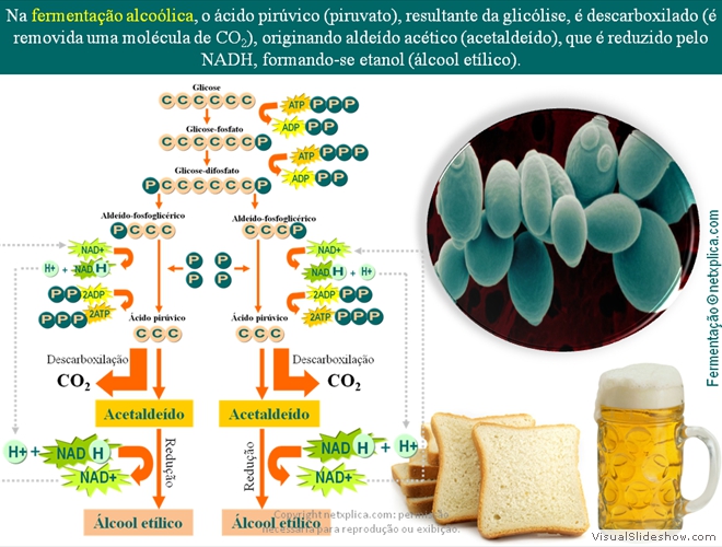 Diapositivo36