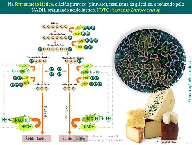 Diapositivo37