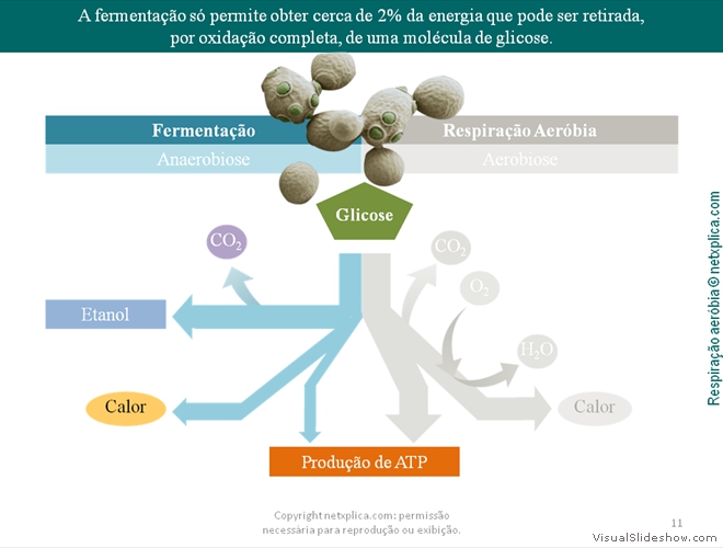 Diapositivo11