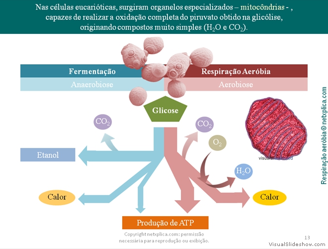 Diapositivo13