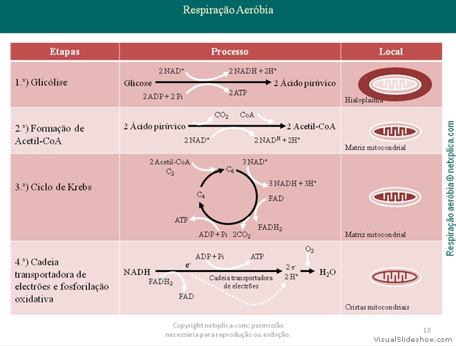 Diapositivo18