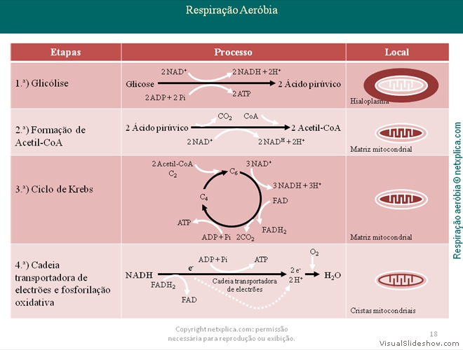 Diapositivo18