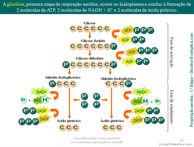 Diapositivo24