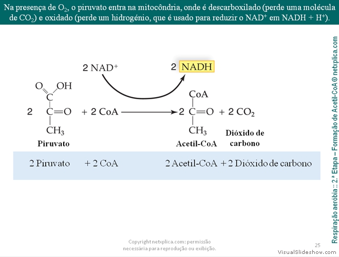 Diapositivo25