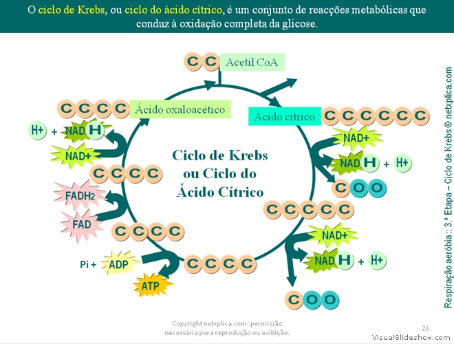 Diapositivo26