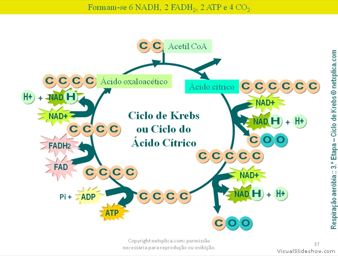 Diapositivo37