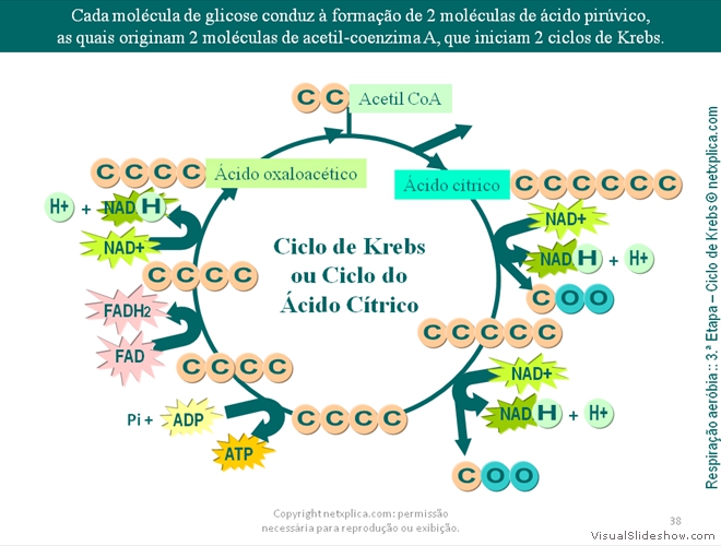 Diapositivo38