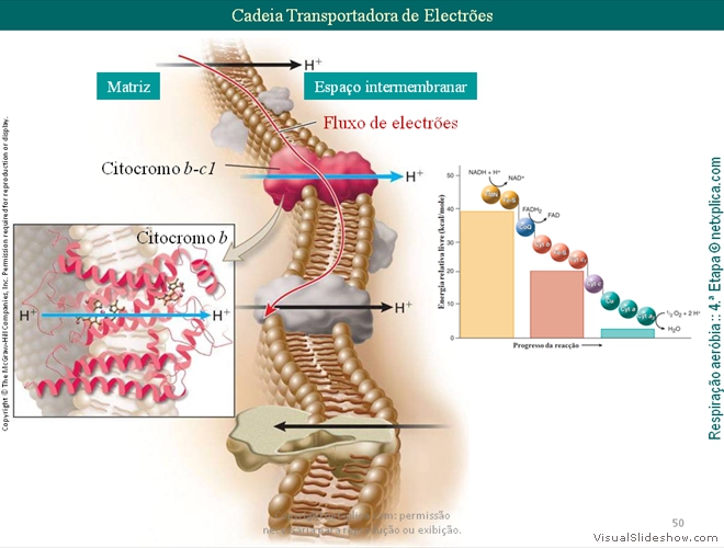 Diapositivo50