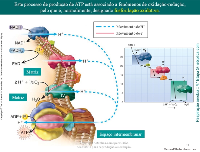 Diapositivo53