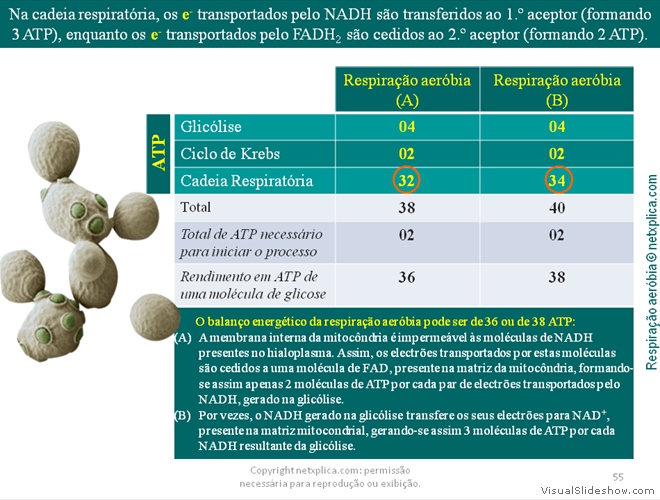 Diapositivo55