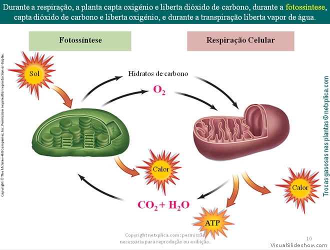 Diapositivo10