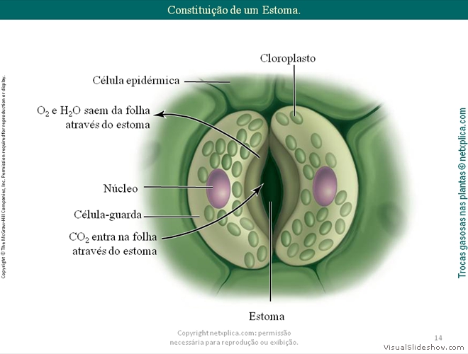 Diapositivo14