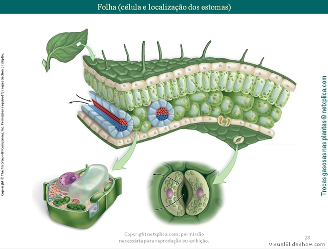 Diapositivo28