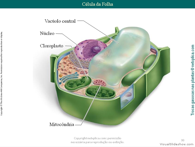 Diapositivo30