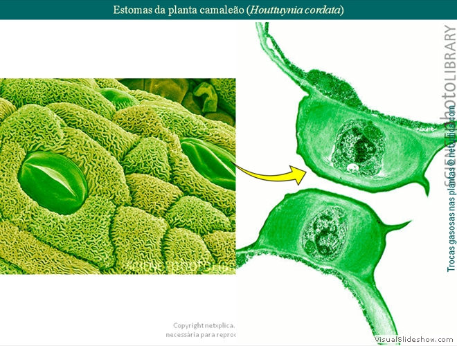 Diapositivo33