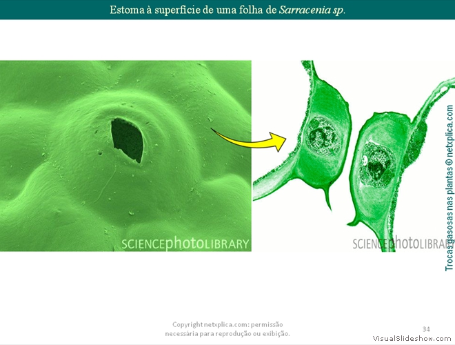 Diapositivo34