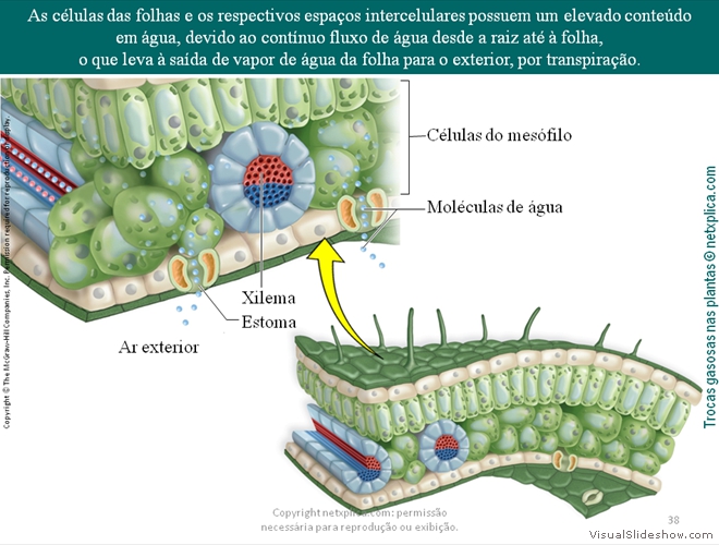 Diapositivo38