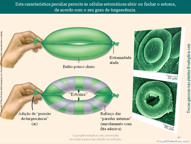 Diapositivo48