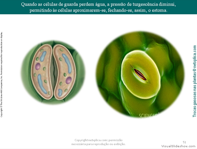 Diapositivo51